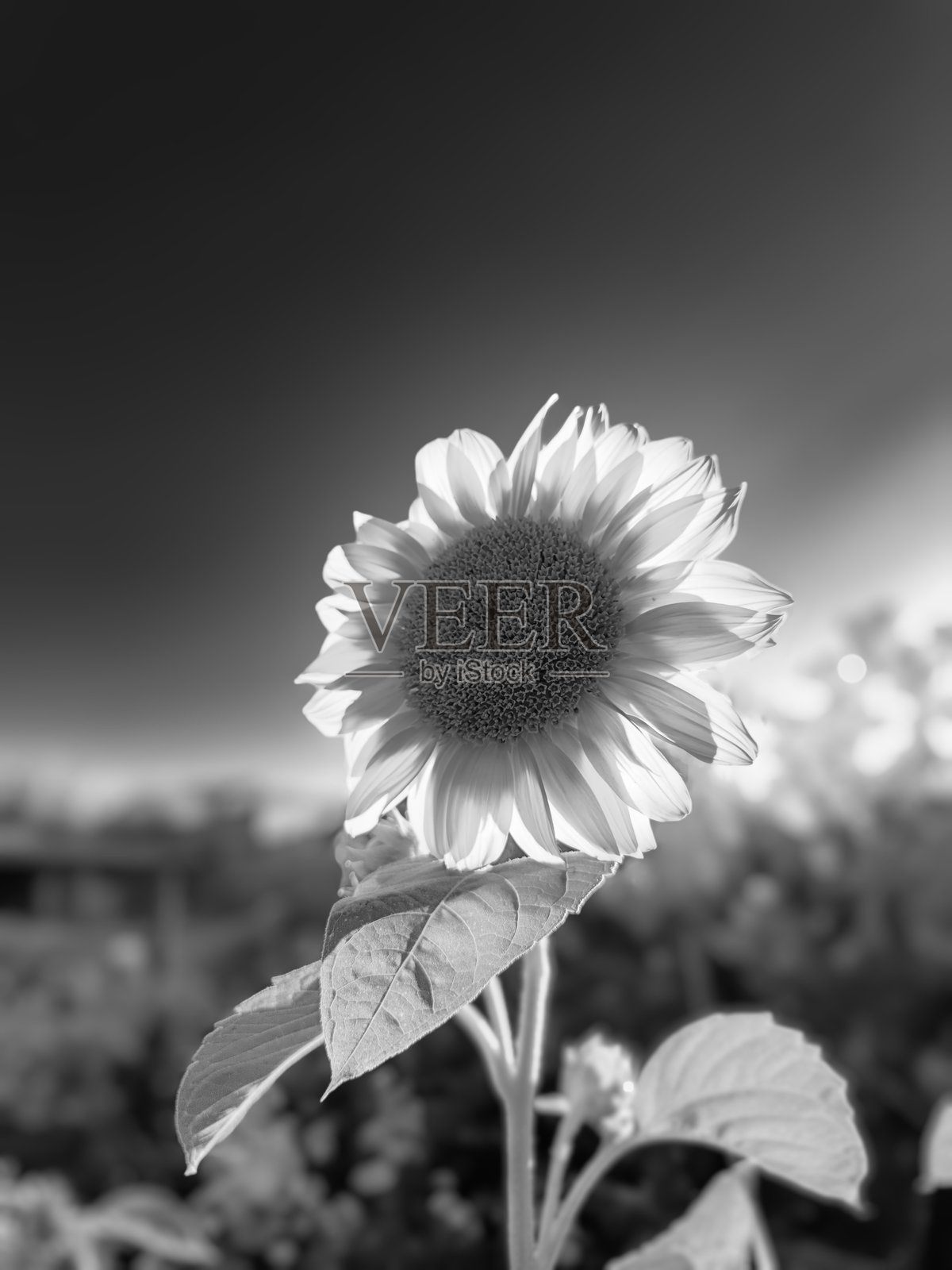 黑白向日葵照片照片摄影图片