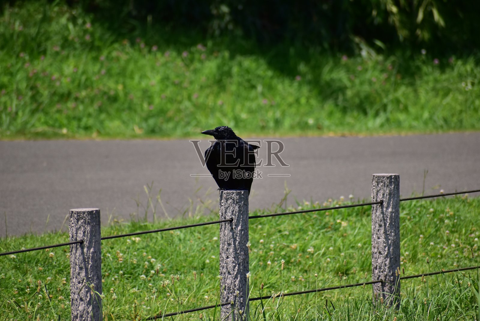 尸鸦的肖像照片摄影图片
