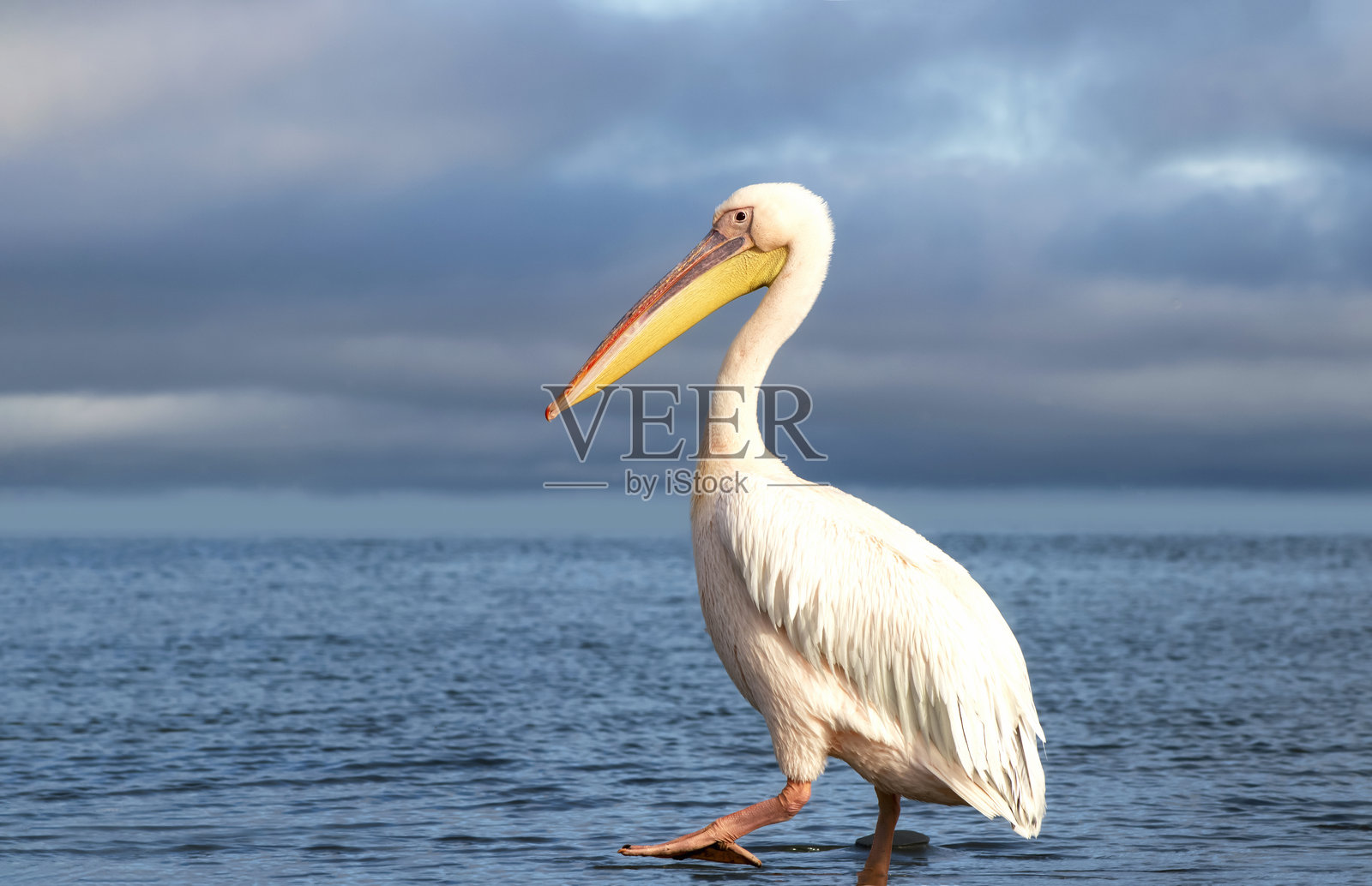 一只孤独的白鹈鹕静静地站在纳米比亚的浅水中，沐浴在柔和的自然光线下。照片摄影图片