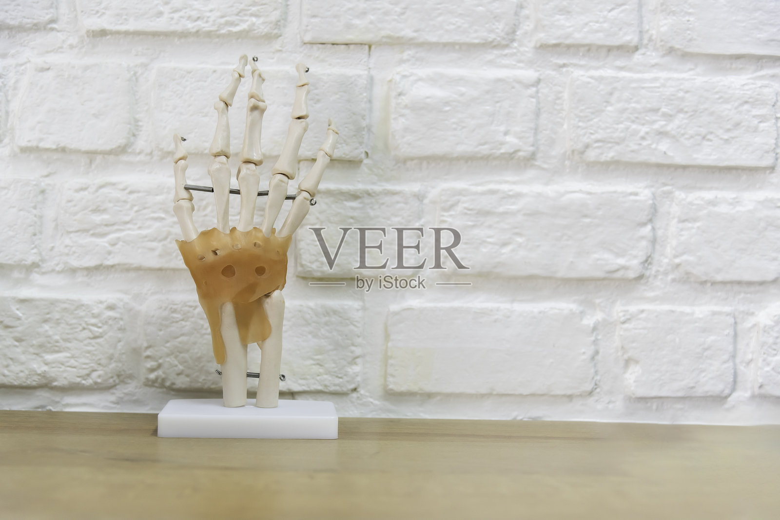 人类塑料骨骼的手。照片摄影图片