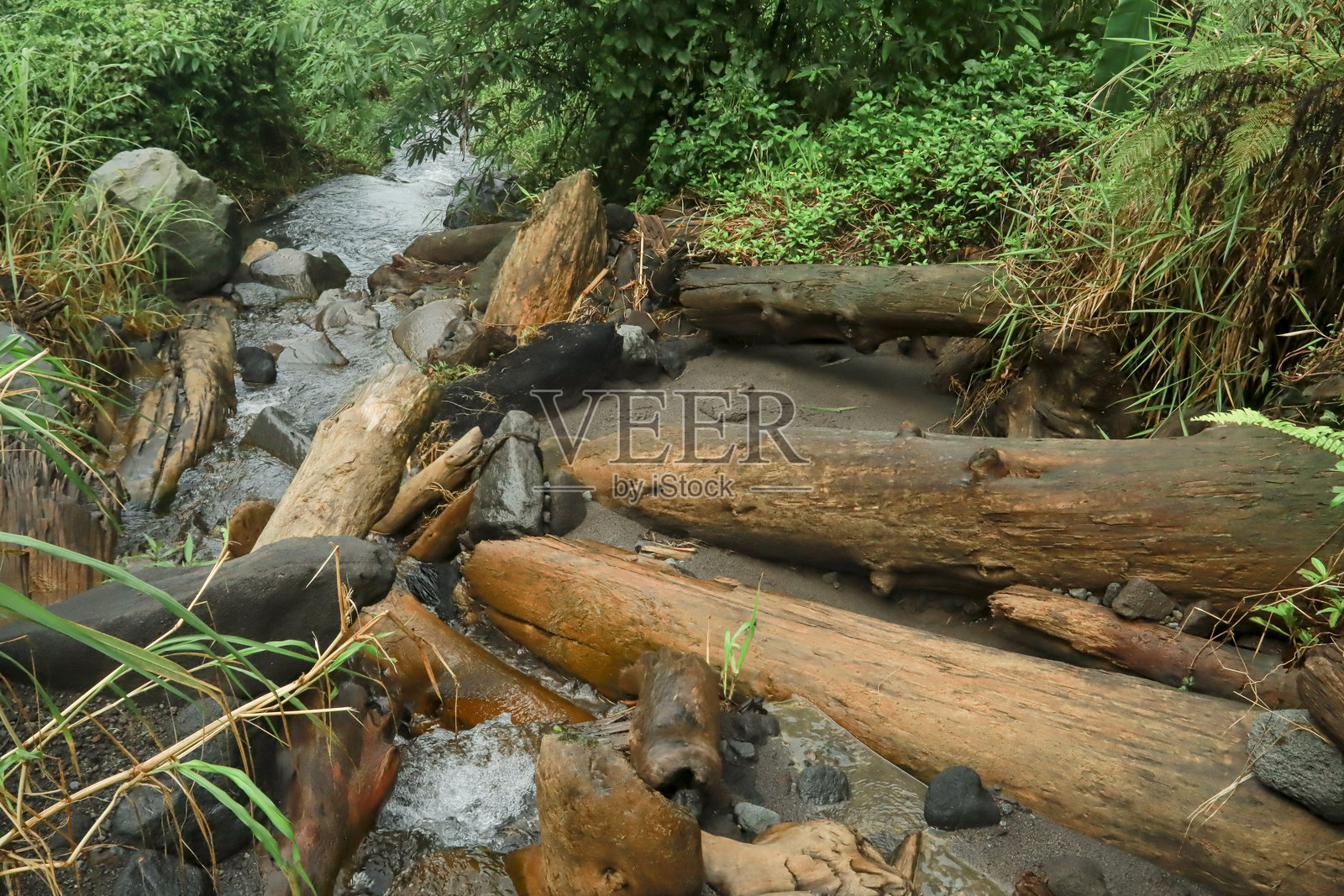 印尼森林中的自然溪流，伴有树根、漂流木和流动的水。照片摄影图片