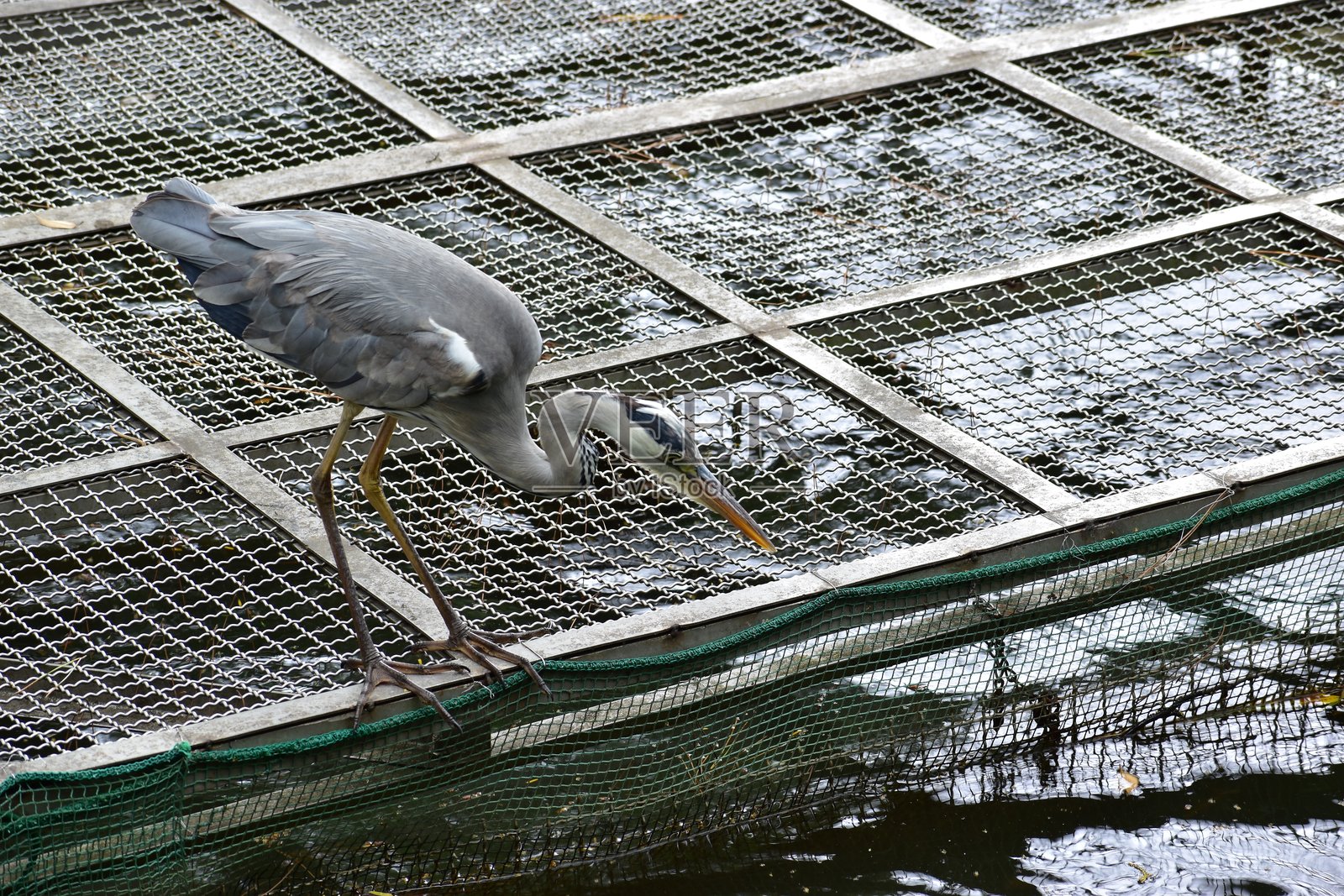 灰鹭的肖像照片摄影图片