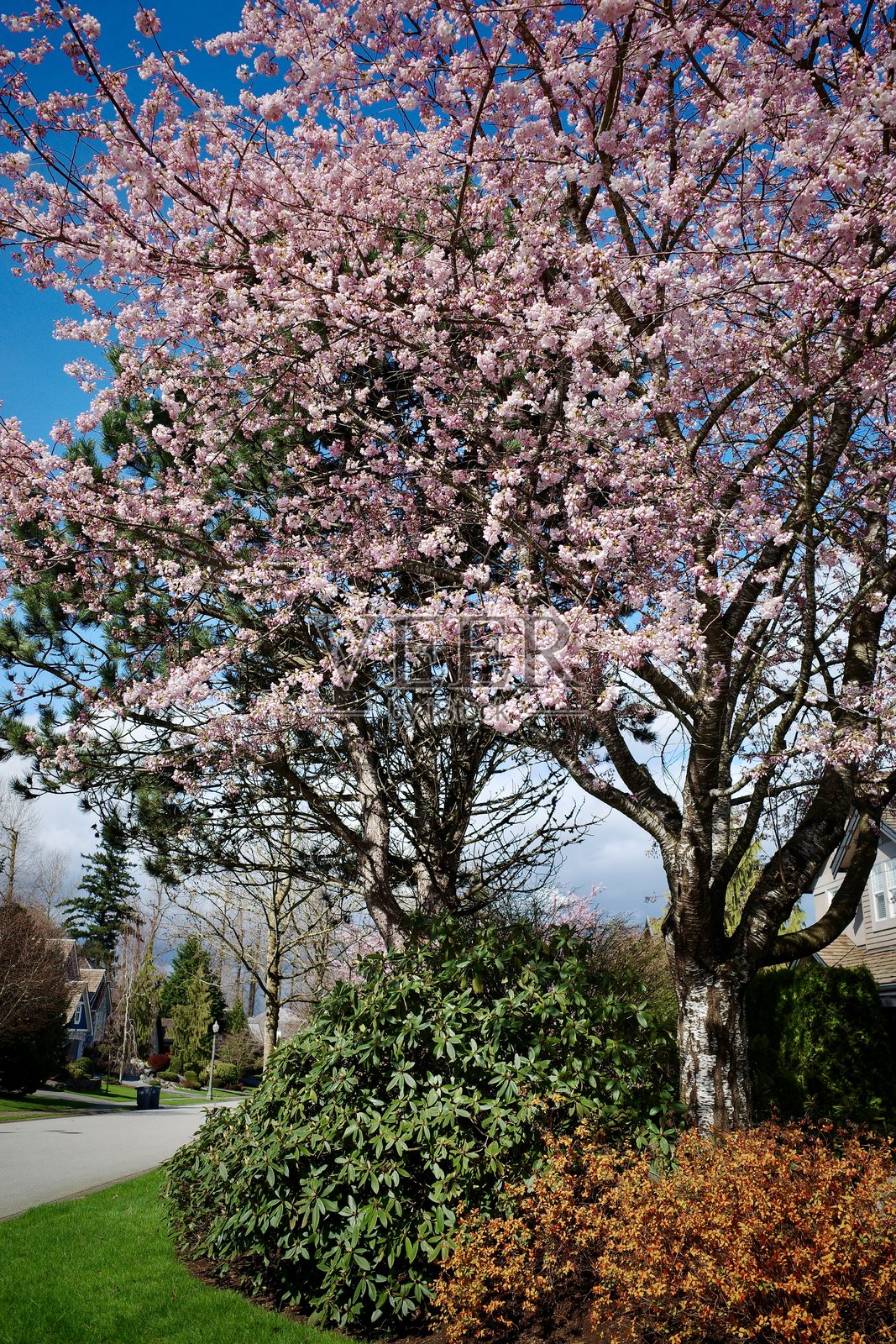 街道上的花照片摄影图片