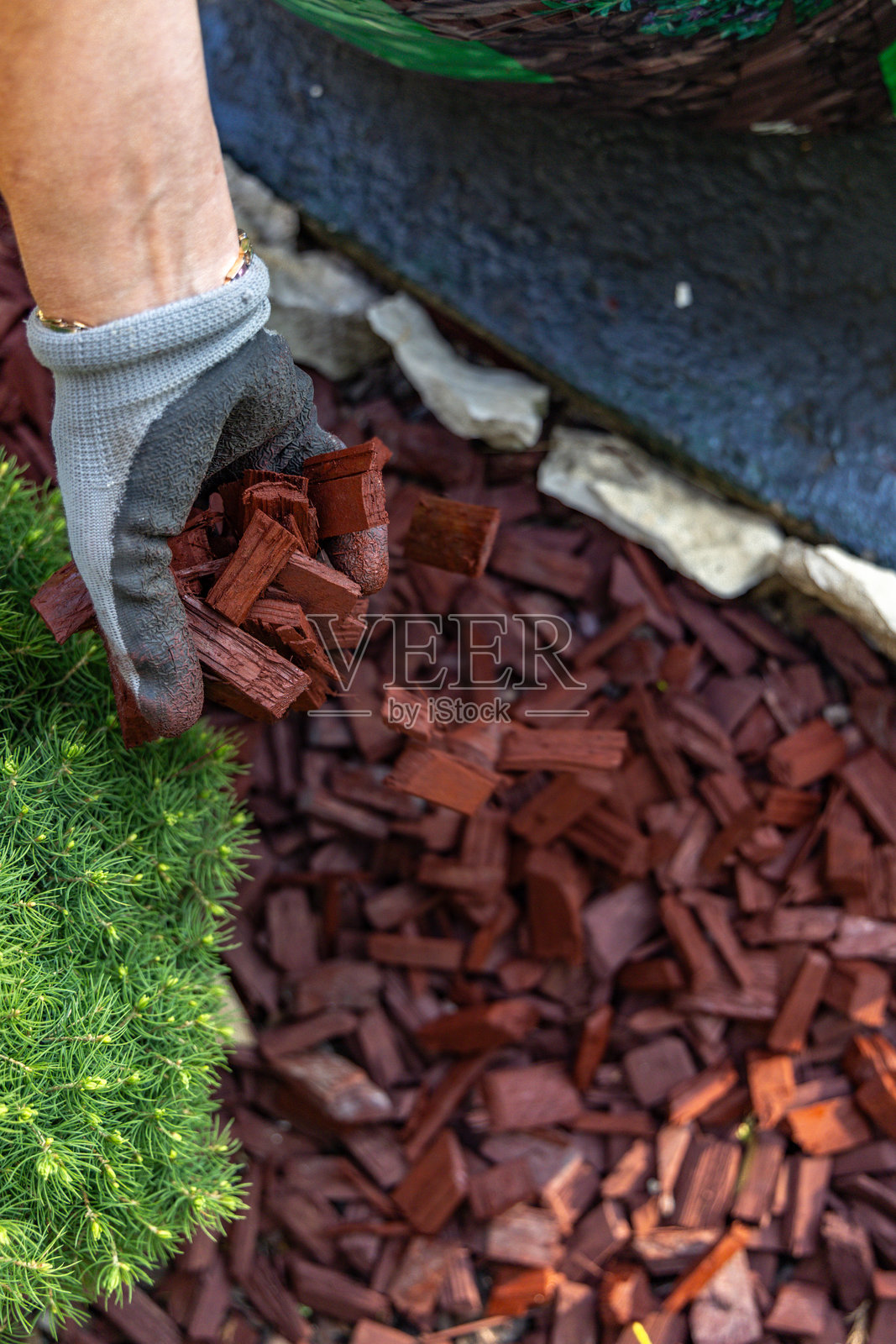 在花园灌木周围散布红色树皮，使花园植物周围的土壤酸化。照片摄影图片