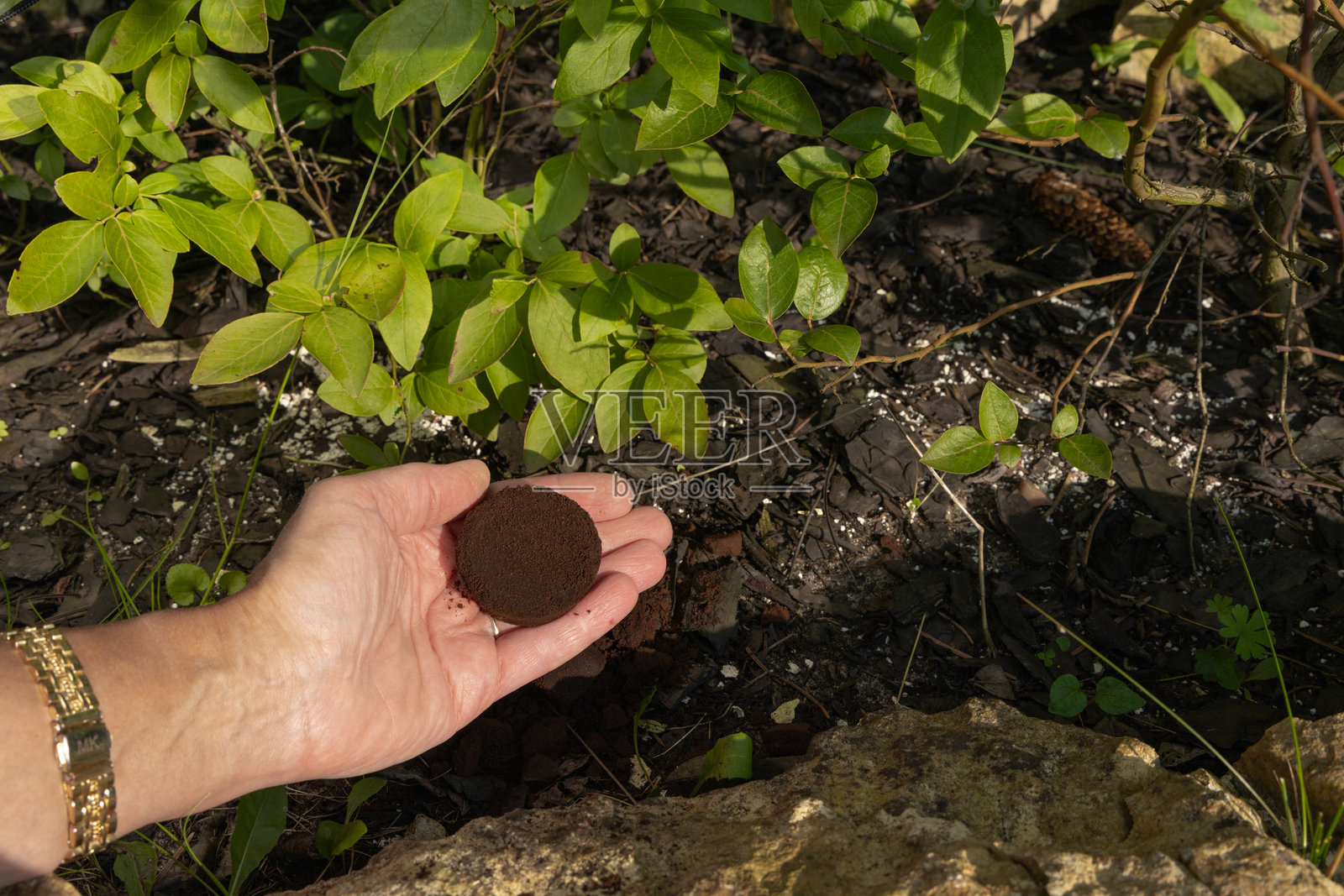 咖啡渣作为植物肥料，蓝莓灌木下用黑咖啡渣酸化土壤照片摄影图片