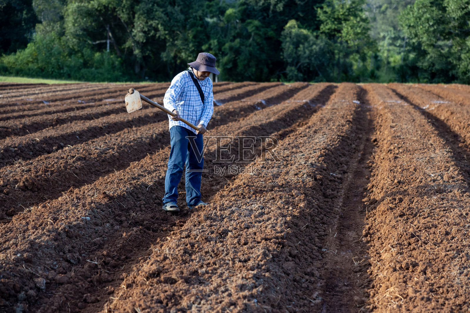 亚洲农民正在夏季的乡村中使用锄头耕作，准备种植土豆和进行农业活动。照片摄影图片