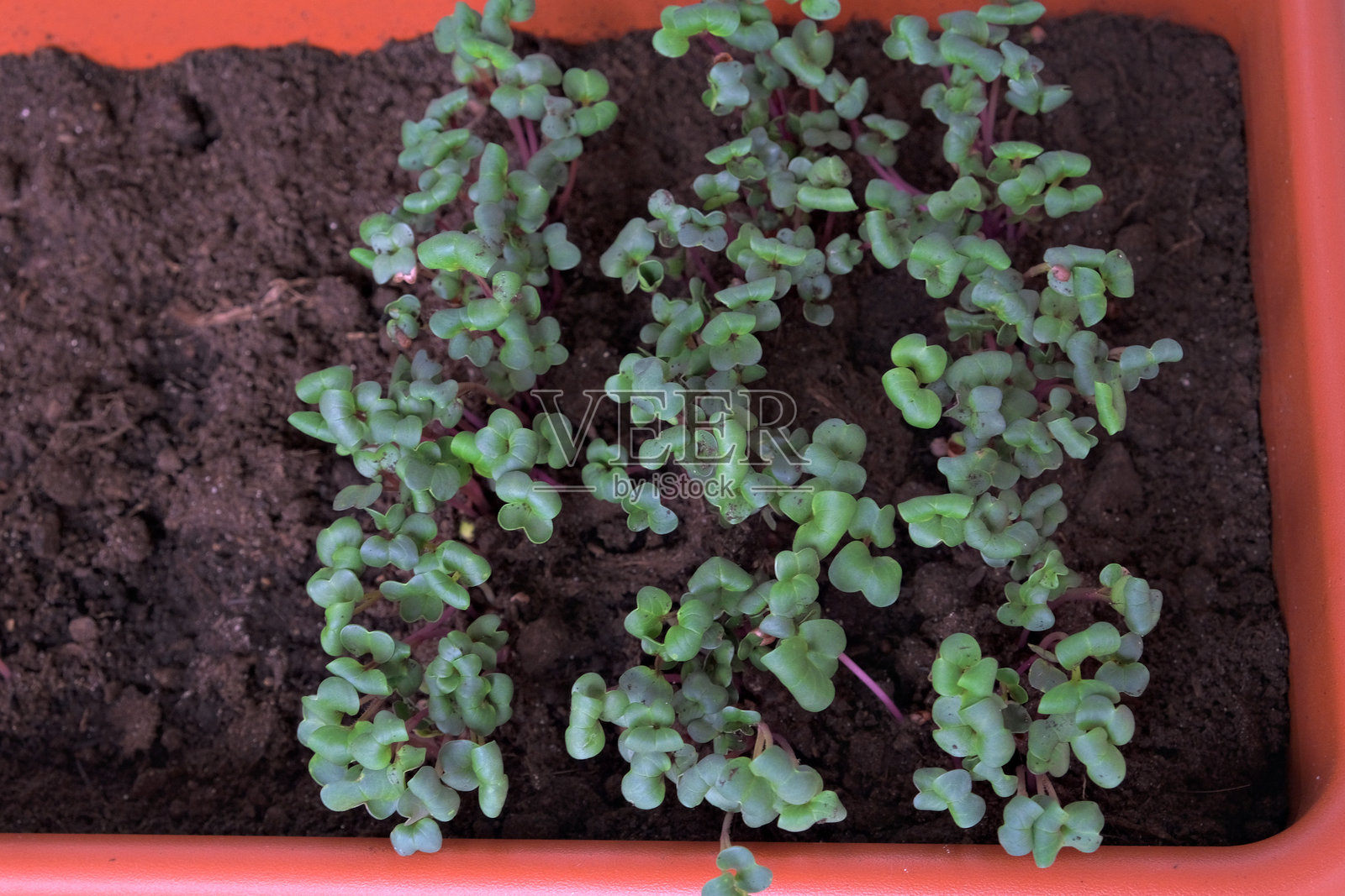 窗台上育苗盘中生长的微型绿植特写照片摄影图片