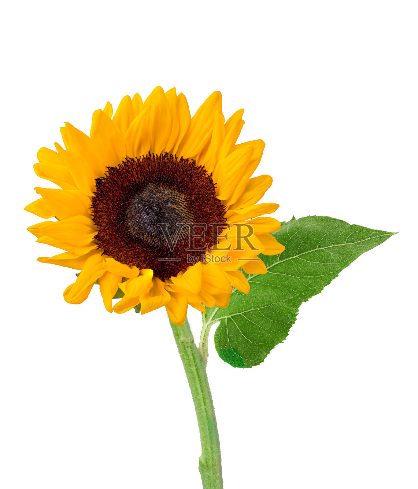 高质量的向日葵与绿色叶子，孤立在白色背景上照片摄影图片