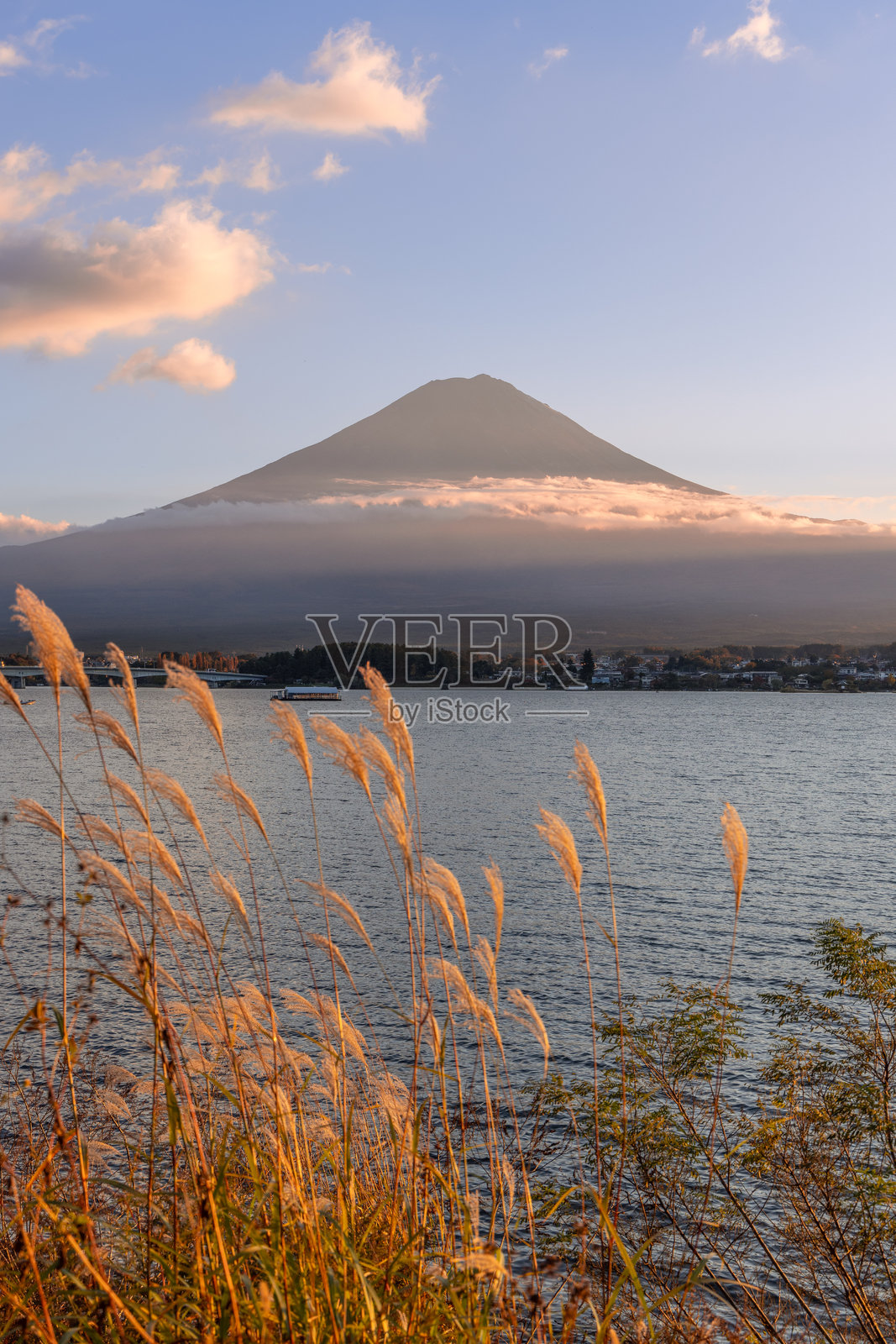 富士山在日落时分高耸于河口湖之上，前景是金色芦苇的映衬。照片摄影图片