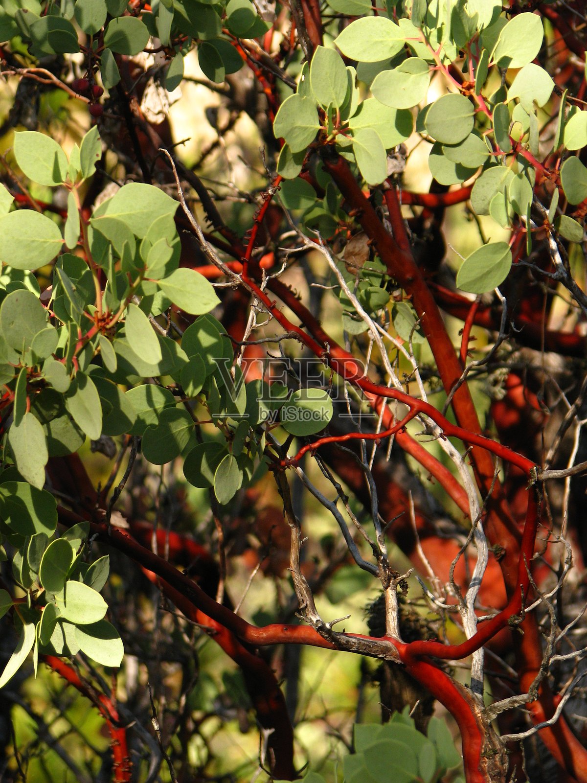曼扎尼塔树枝和叶子照片摄影图片