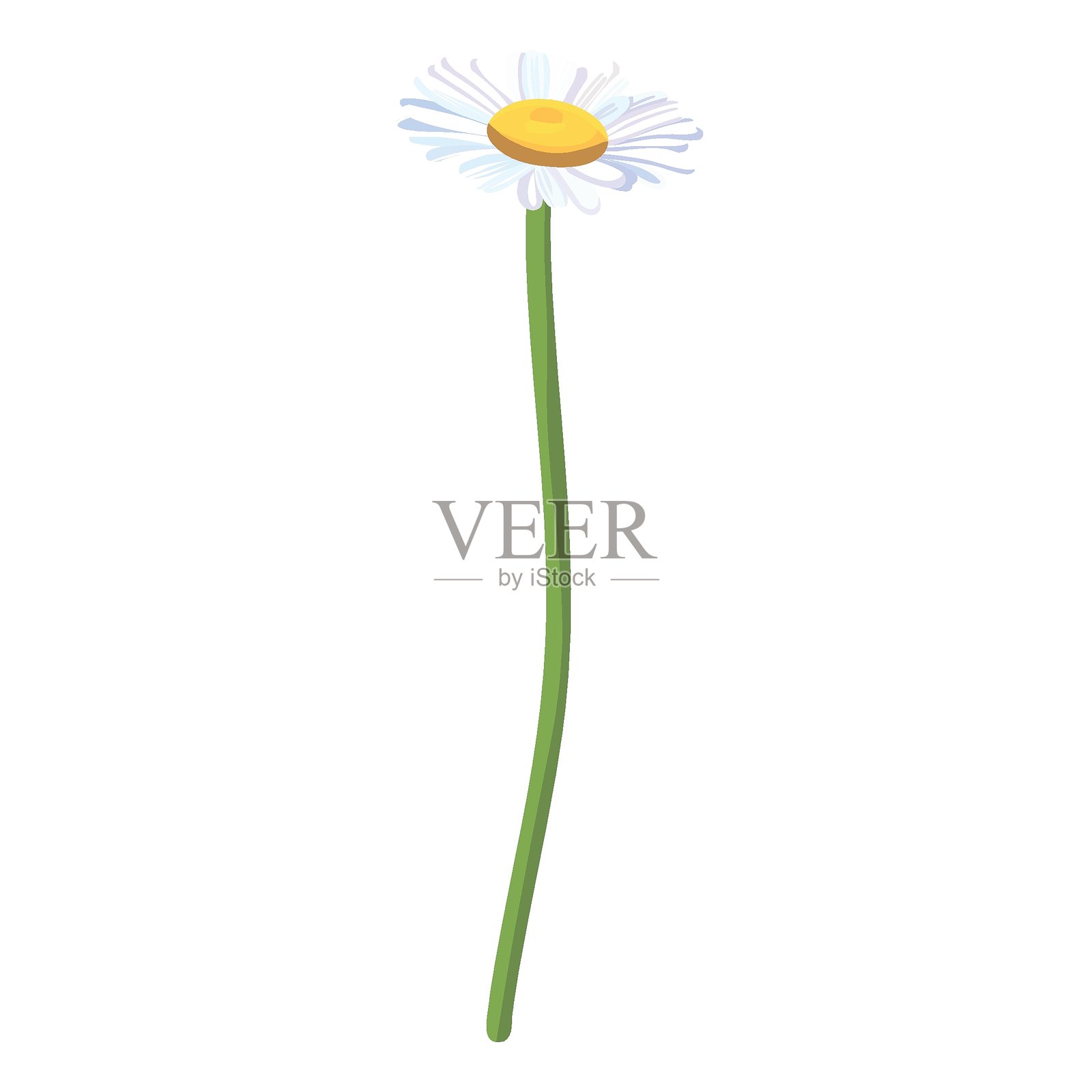 无缝背景图案：田野中的雏菊。逼真的雏菊。药用洋甘菊花。雏菊花背景。插画图片素材