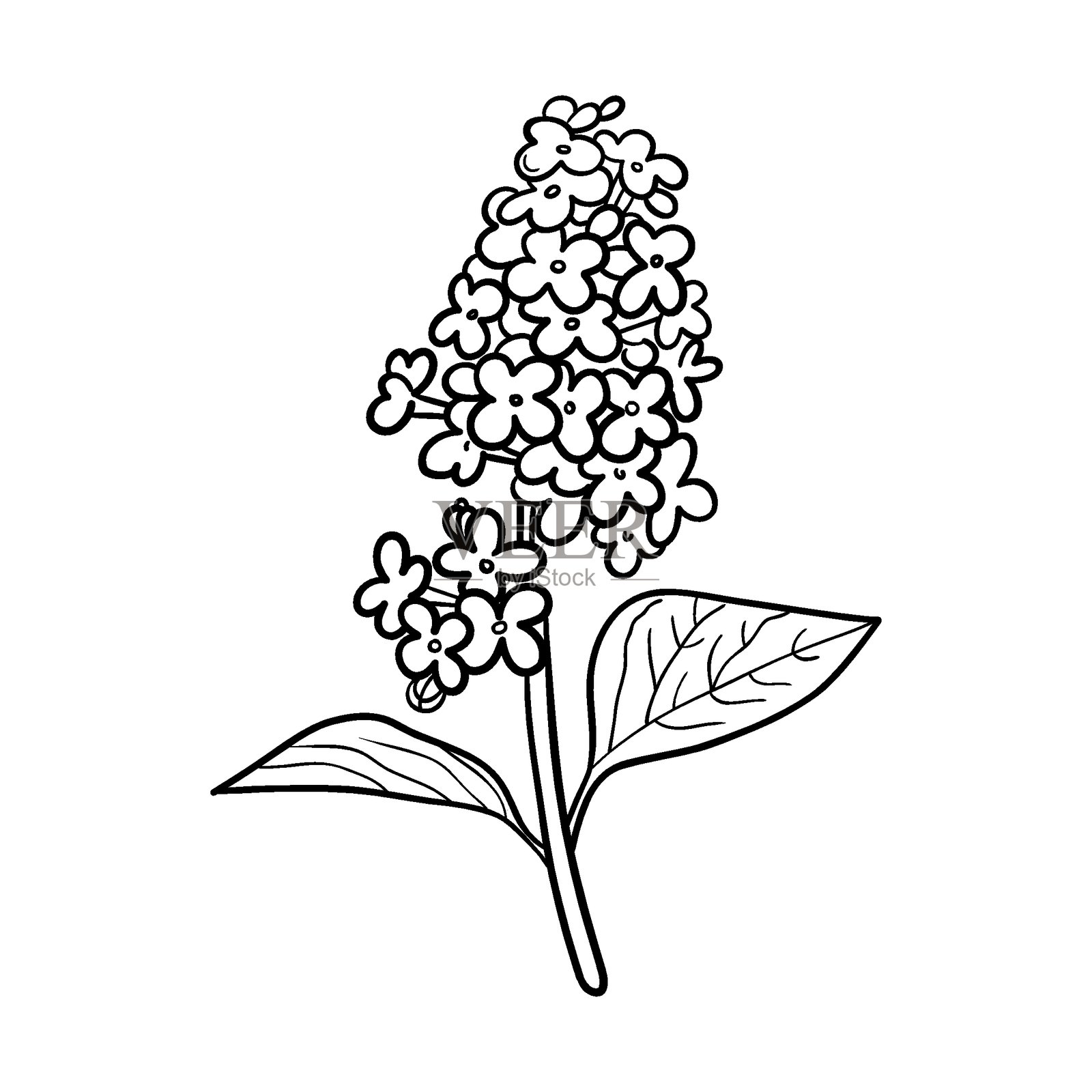 一组现实主义的紫丁香枝条，带有花朵和叶子，背景为白色，黑色轮廓，手绘。插画图片素材
