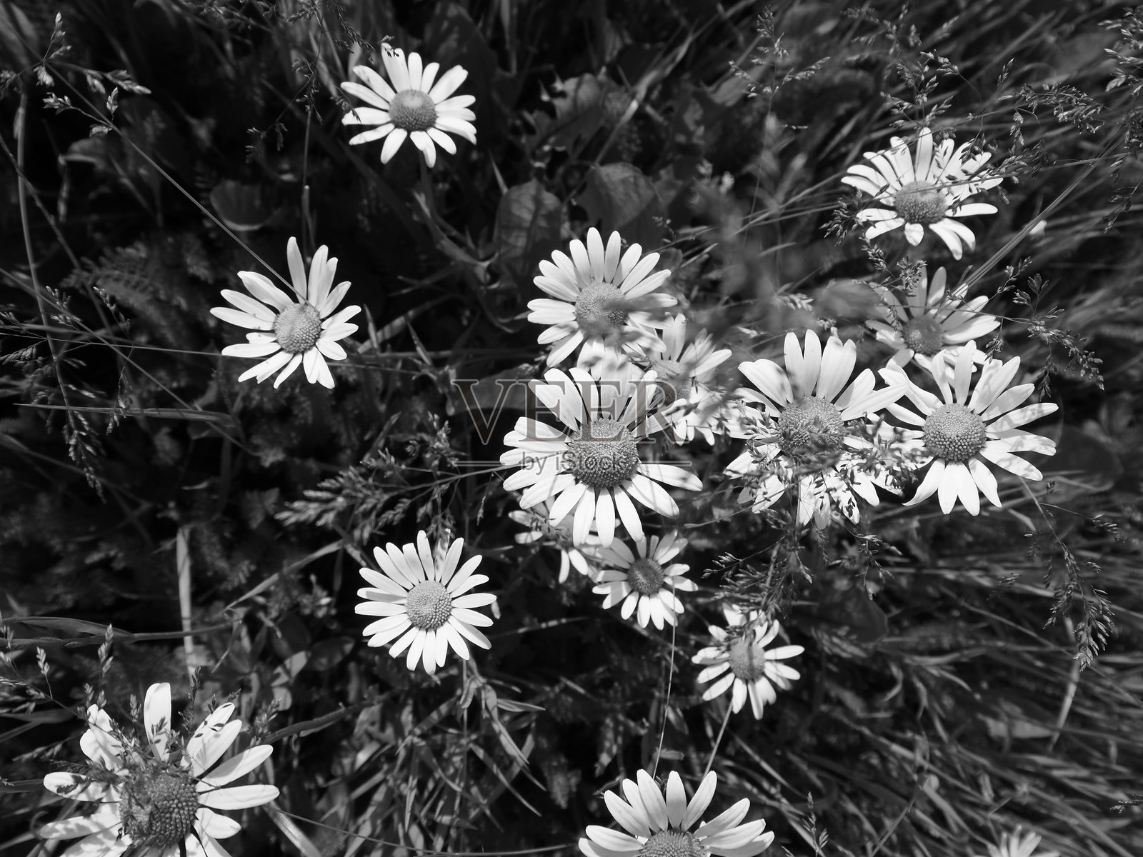 黑白俯视图，展示了夏季草地上茂密的野生雏菊在高草中盛开的景象照片摄影图片
