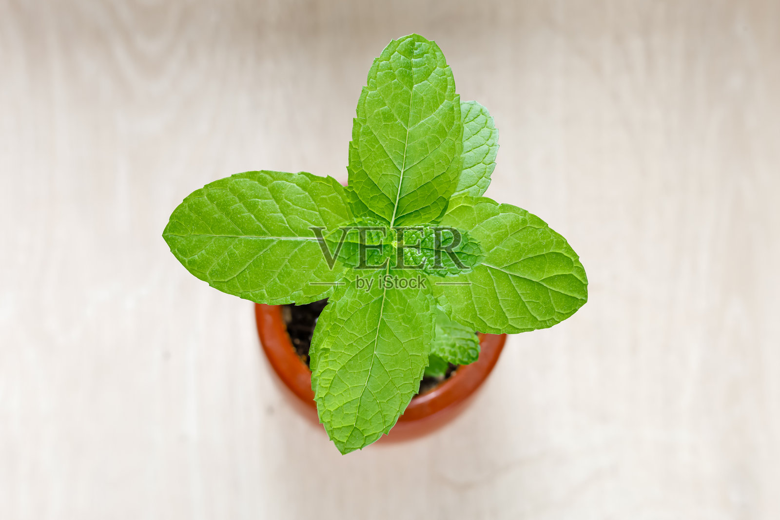 薄荷草本植物用于放松照片摄影图片