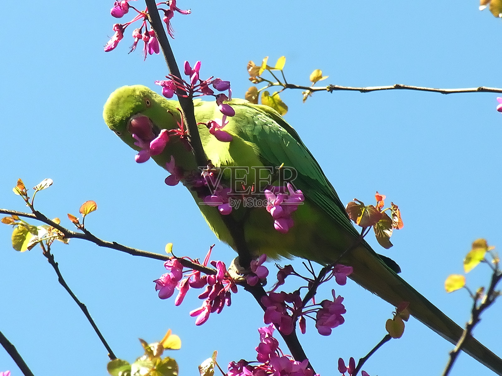 罗马的鹦鹉和小鹦鹉照片摄影图片