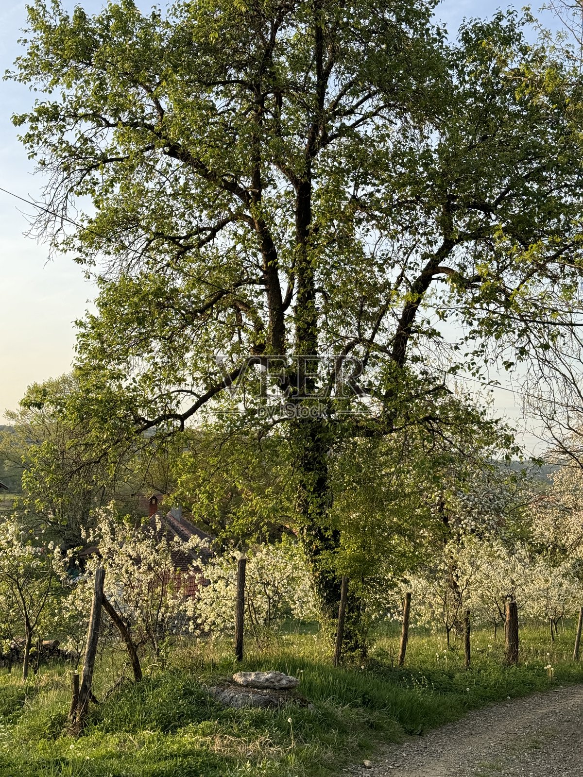 自然照片摄影图片