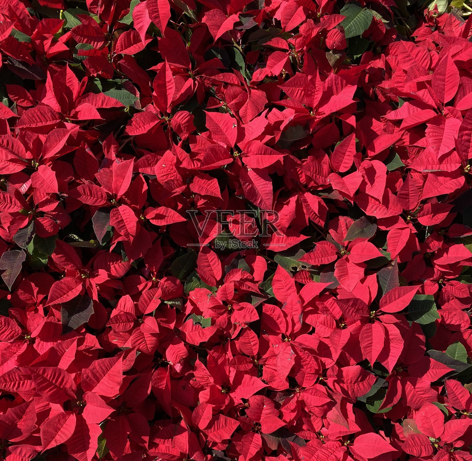 以红叶为主题的背景照片摄影图片