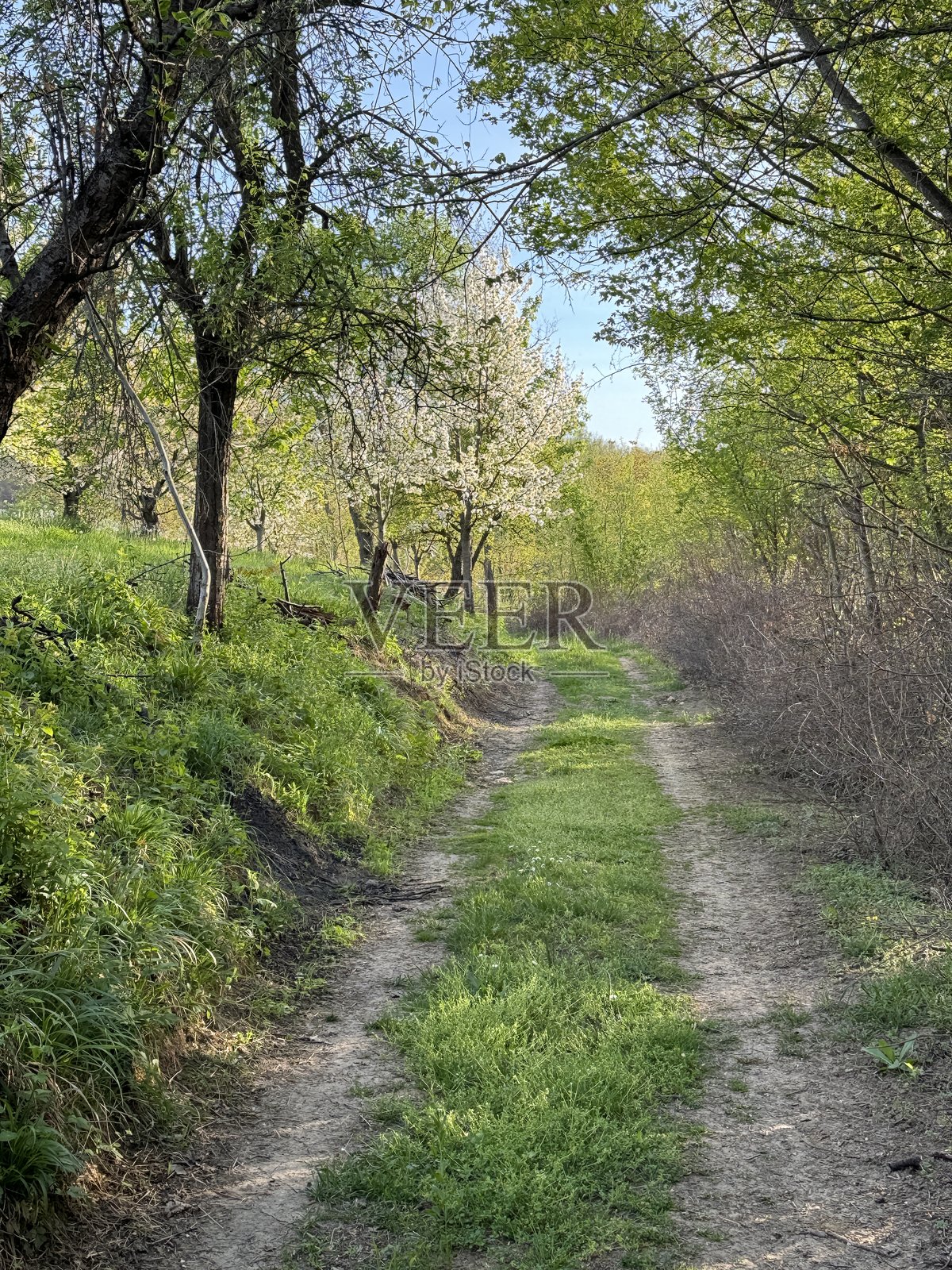 自然照片摄影图片