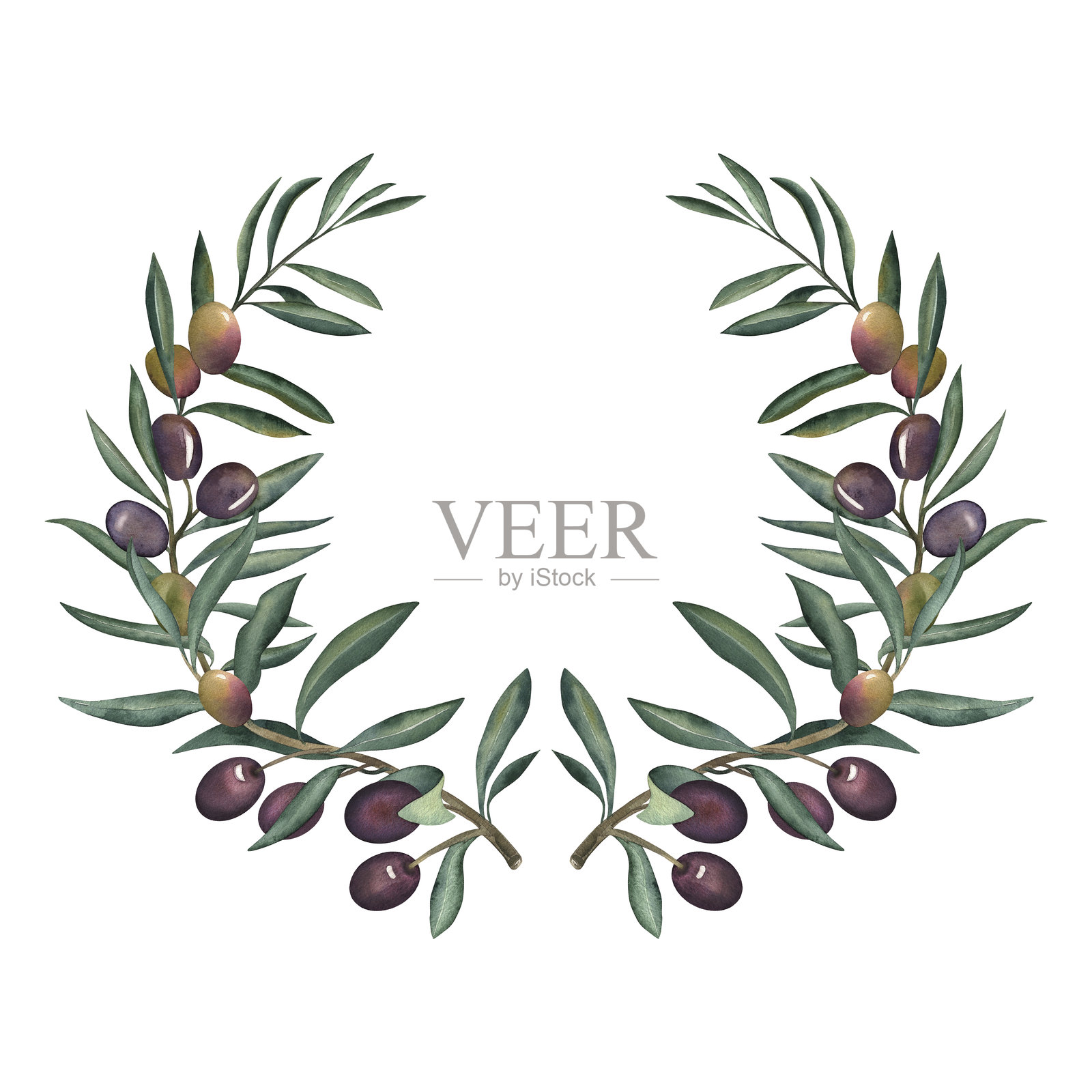 橄榄枝，绿叶上挂着成熟的绿色和紫色橄榄。这幅水彩插图采用植物学的地中海风格手工绘制。非常适合用于婚礼请柬、标志和包装。插画图片素材