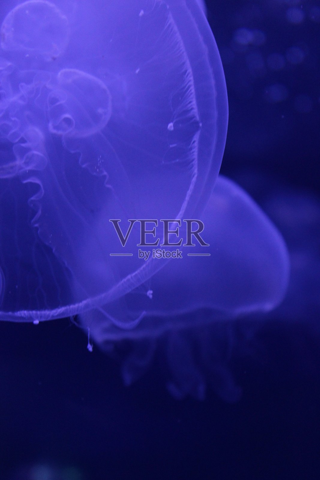 月亮水母照片摄影图片