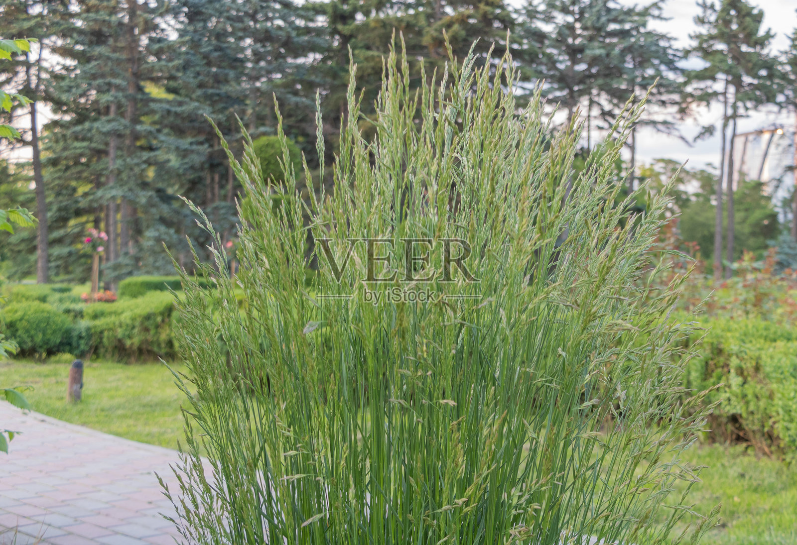 一株高大的草植物，长叶子，生长在公寓小区的公园里，靠近松树和灌木丛。照片摄影图片