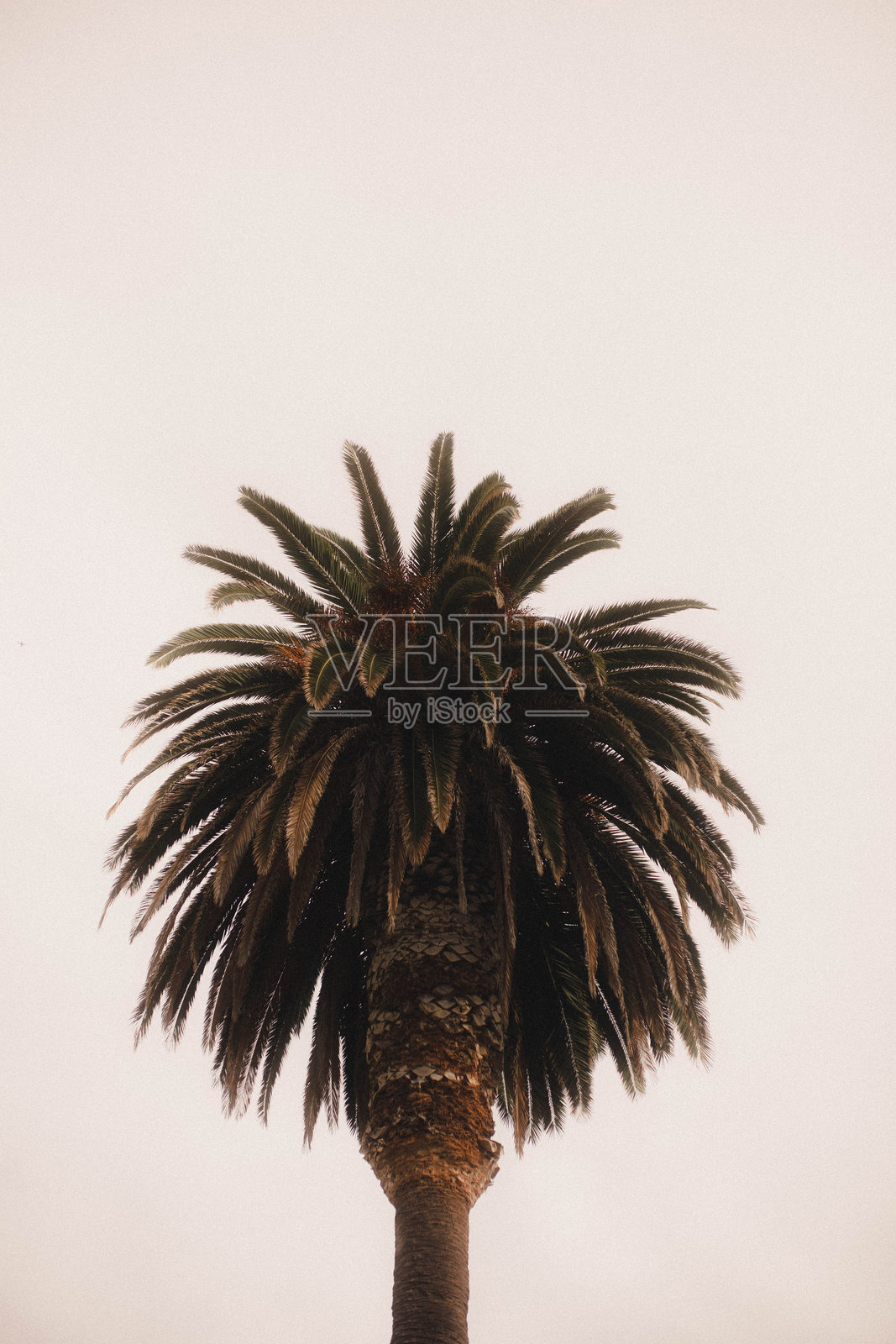 棕榈树照片摄影图片