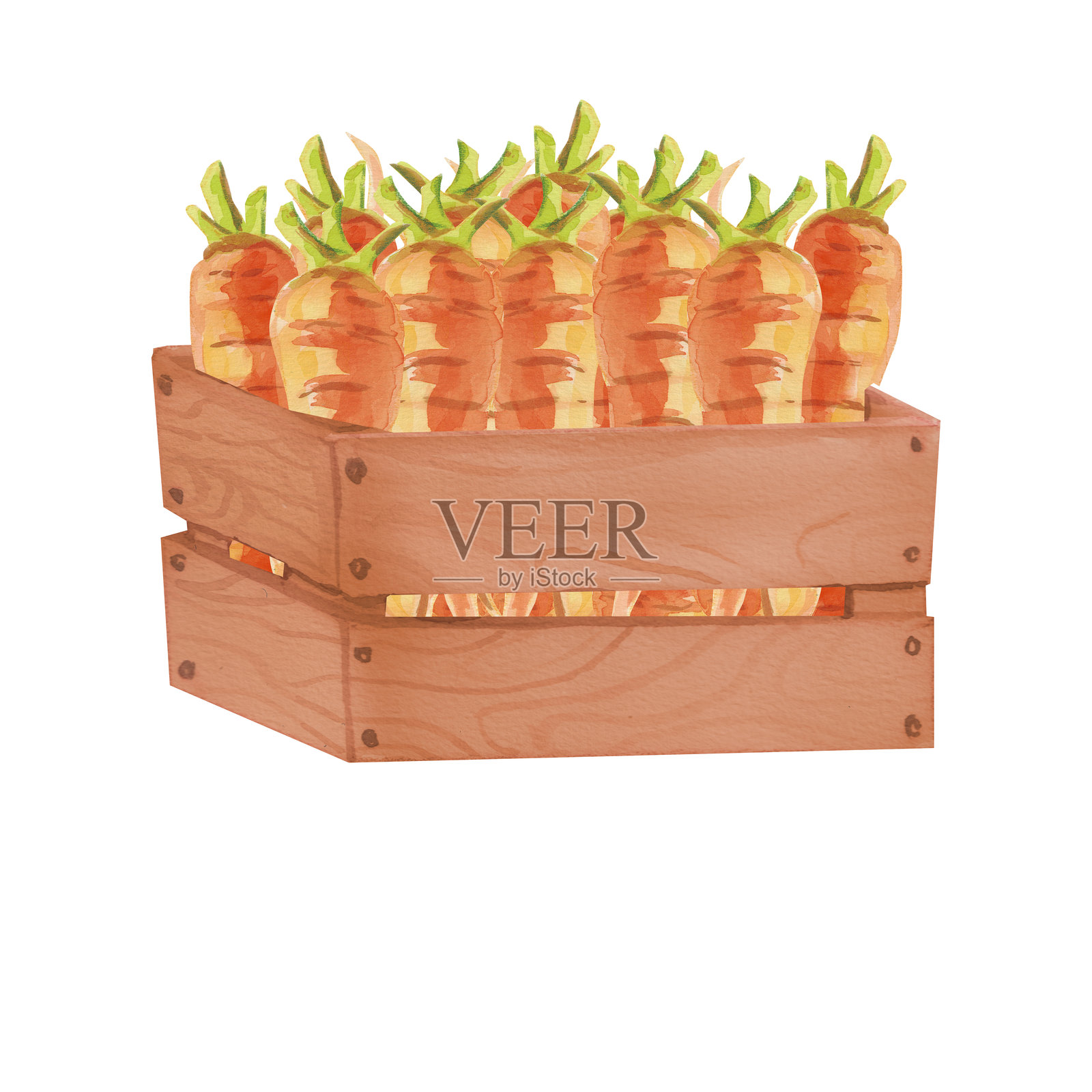 木箱中的胡萝卜。手绘水彩插图，背景为白色。用于菜单、明信片、包装设计的蔬菜插图。丰收，感恩节。插画图片素材