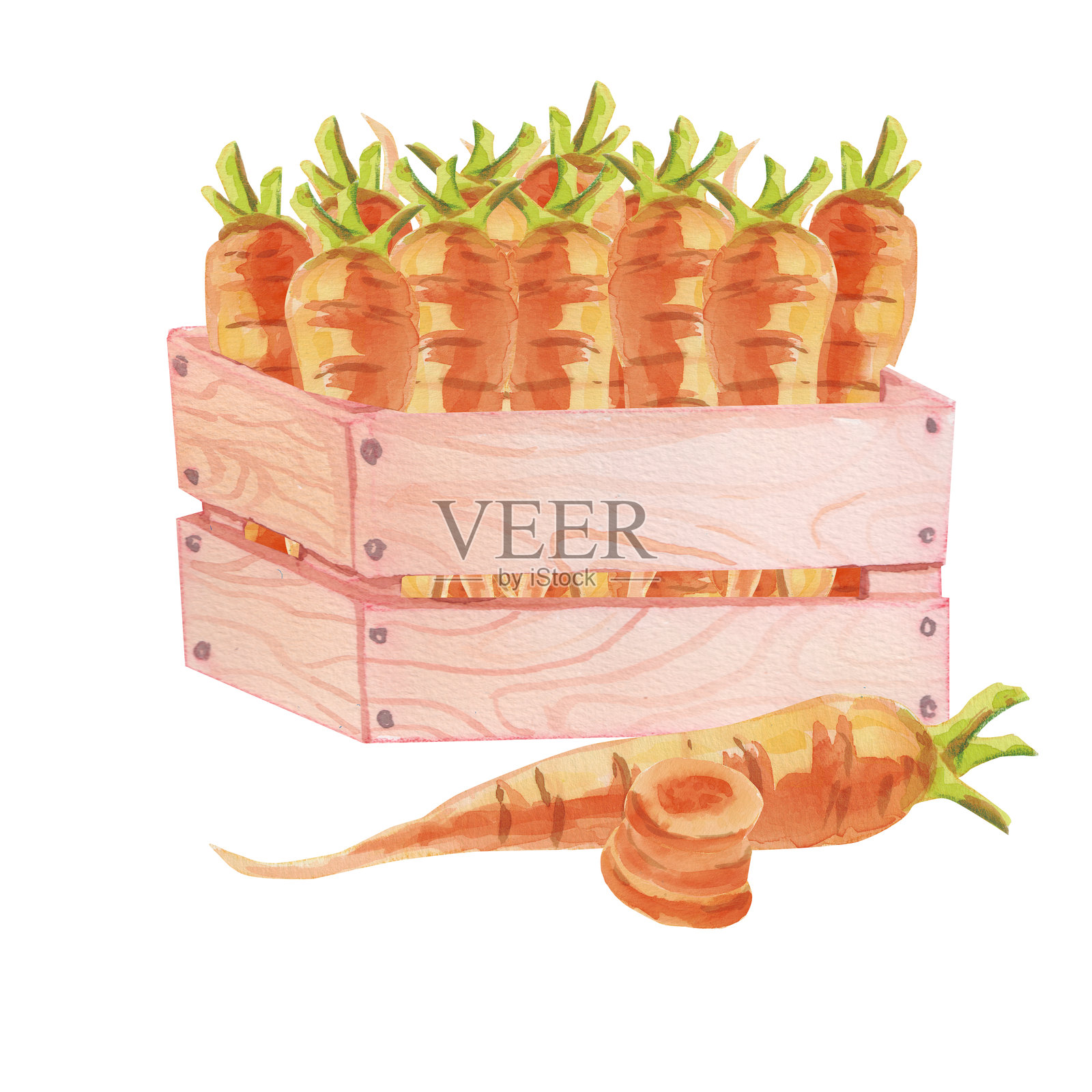 木箱中的胡萝卜。手绘水彩插图，背景为白色。用于菜单、明信片、包装设计的蔬菜插图。丰收，感恩节。插画图片素材