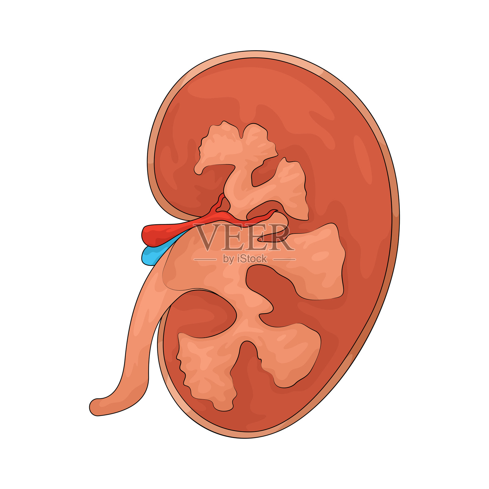 肾脏插画图片素材