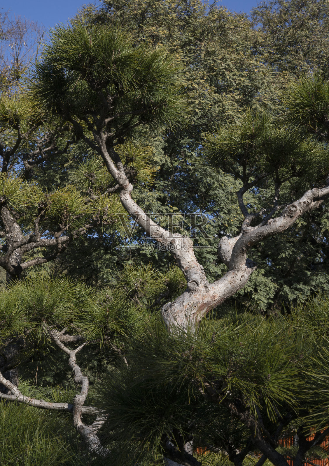 美丽的红松树景观照片摄影图片