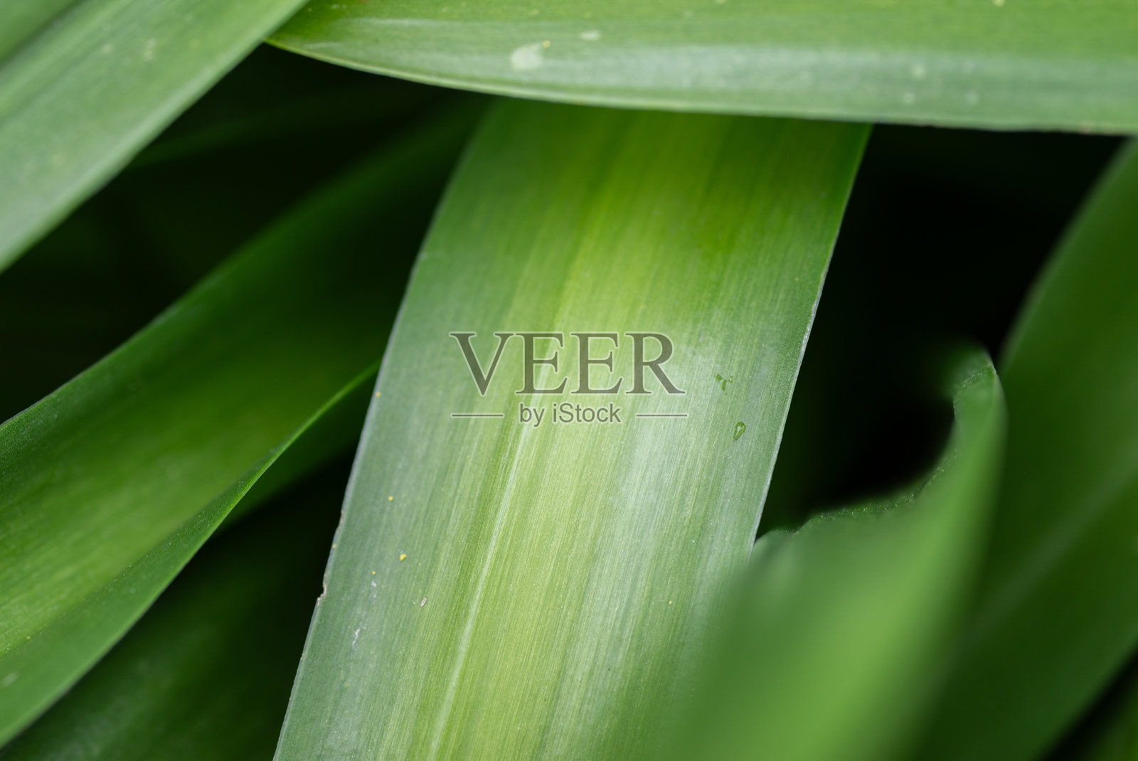 绿色的叶子照片摄影图片