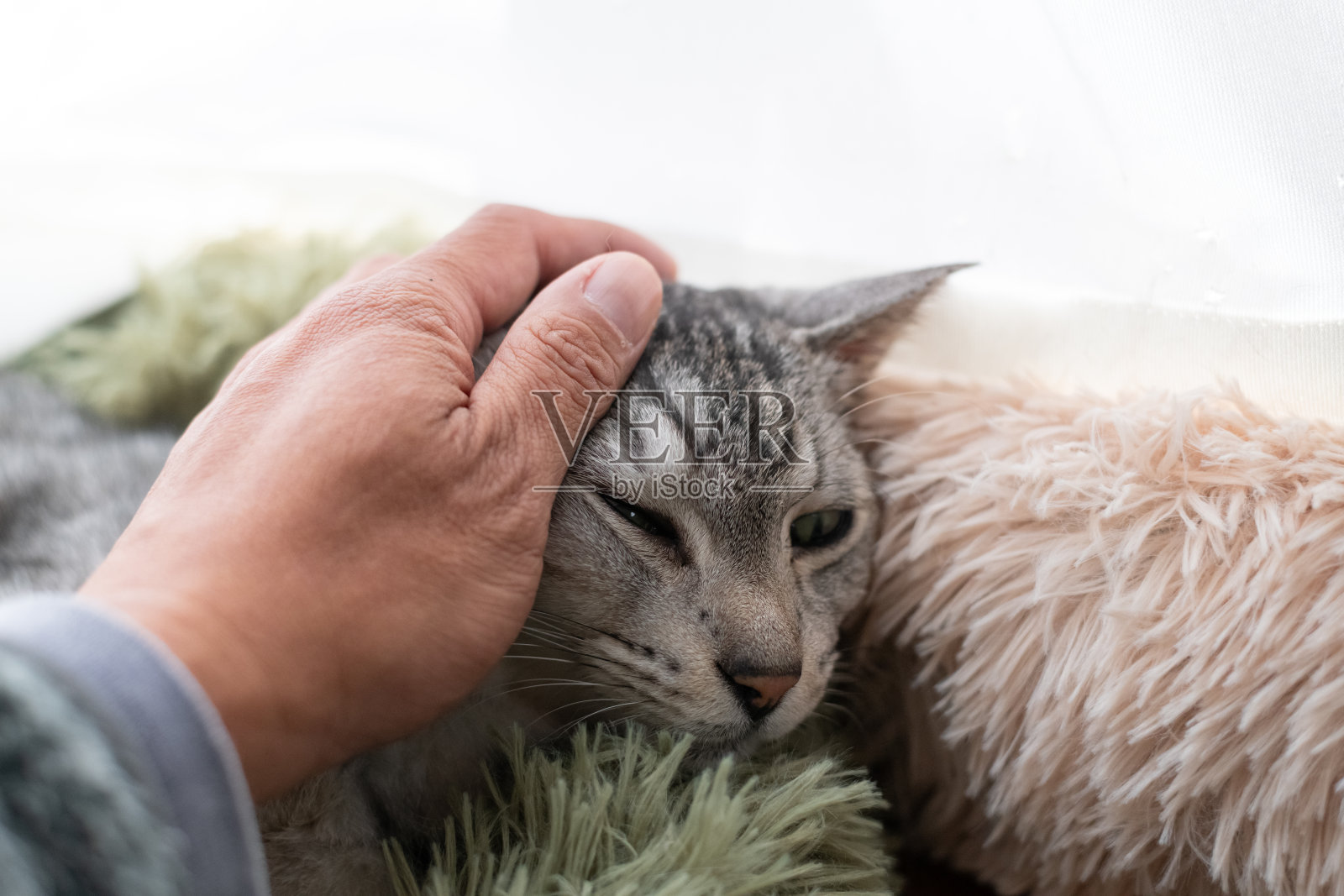 一个人正在抚摸一只可爱的猫咪照片摄影图片