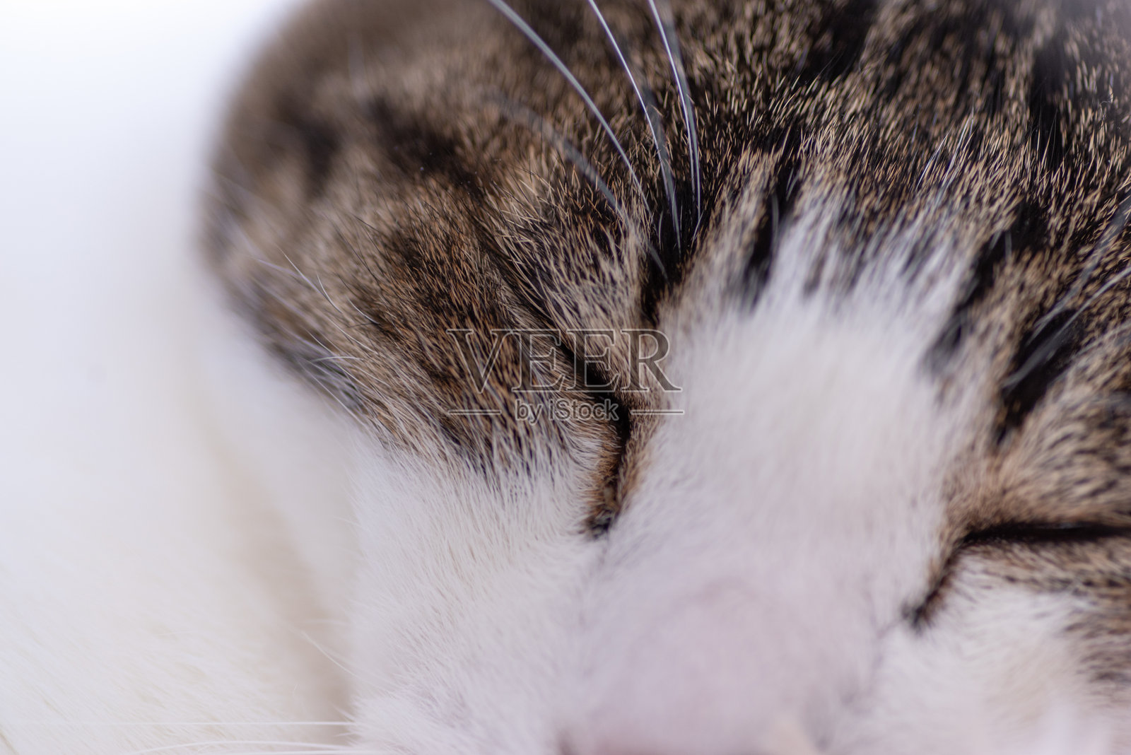 用微距镜头拍摄的猫脸照片摄影图片