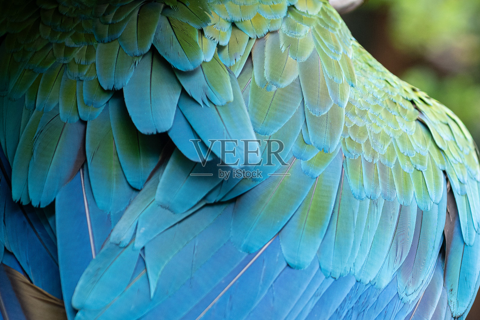 美丽的金刚鹦鹉羽毛照片摄影图片