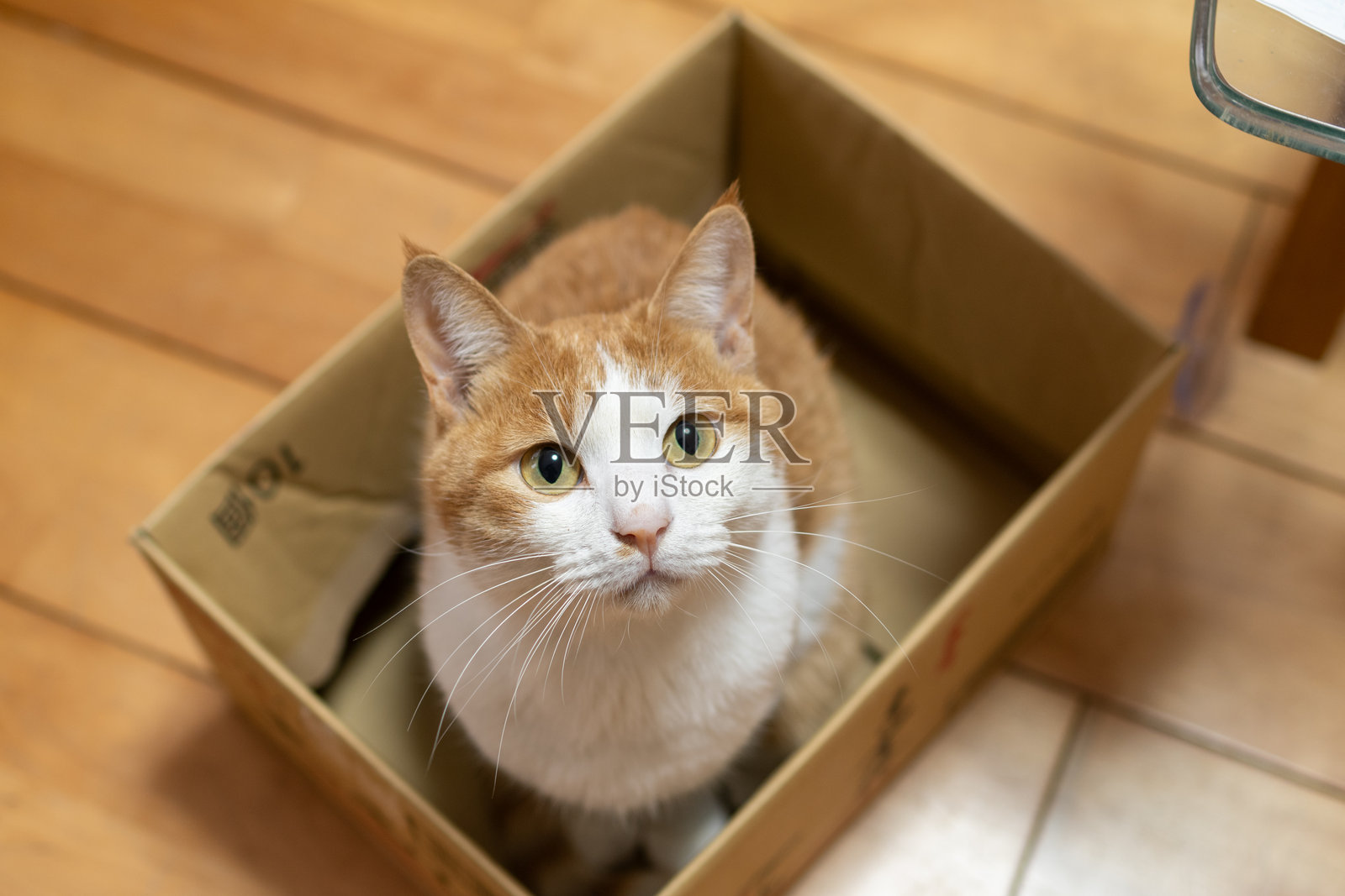 纸箱里的猫照片摄影图片