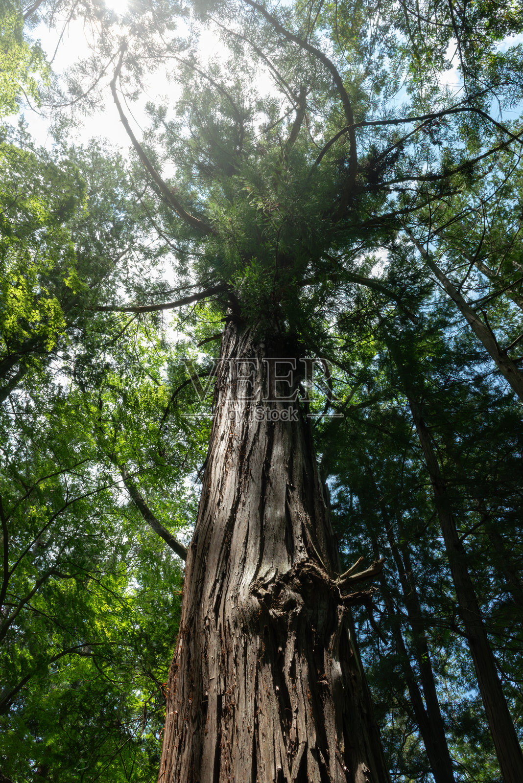 一片高耸入云的巨树森林。照片摄影图片