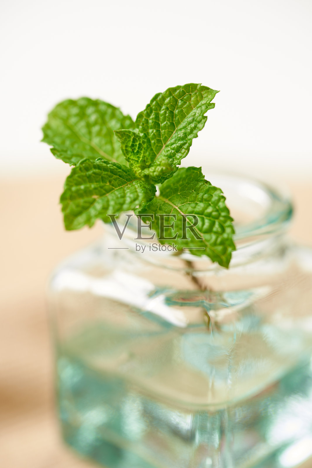 玻璃罐中的薄荷叶照片摄影图片