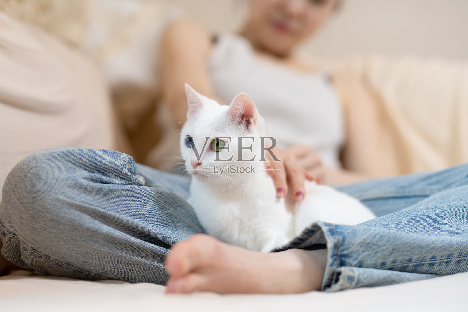 一只白猫和它的主人在家里放松照片摄影图片