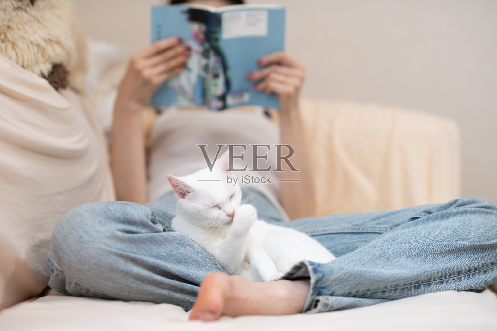 一只白猫和它的主人在家里放松照片摄影图片