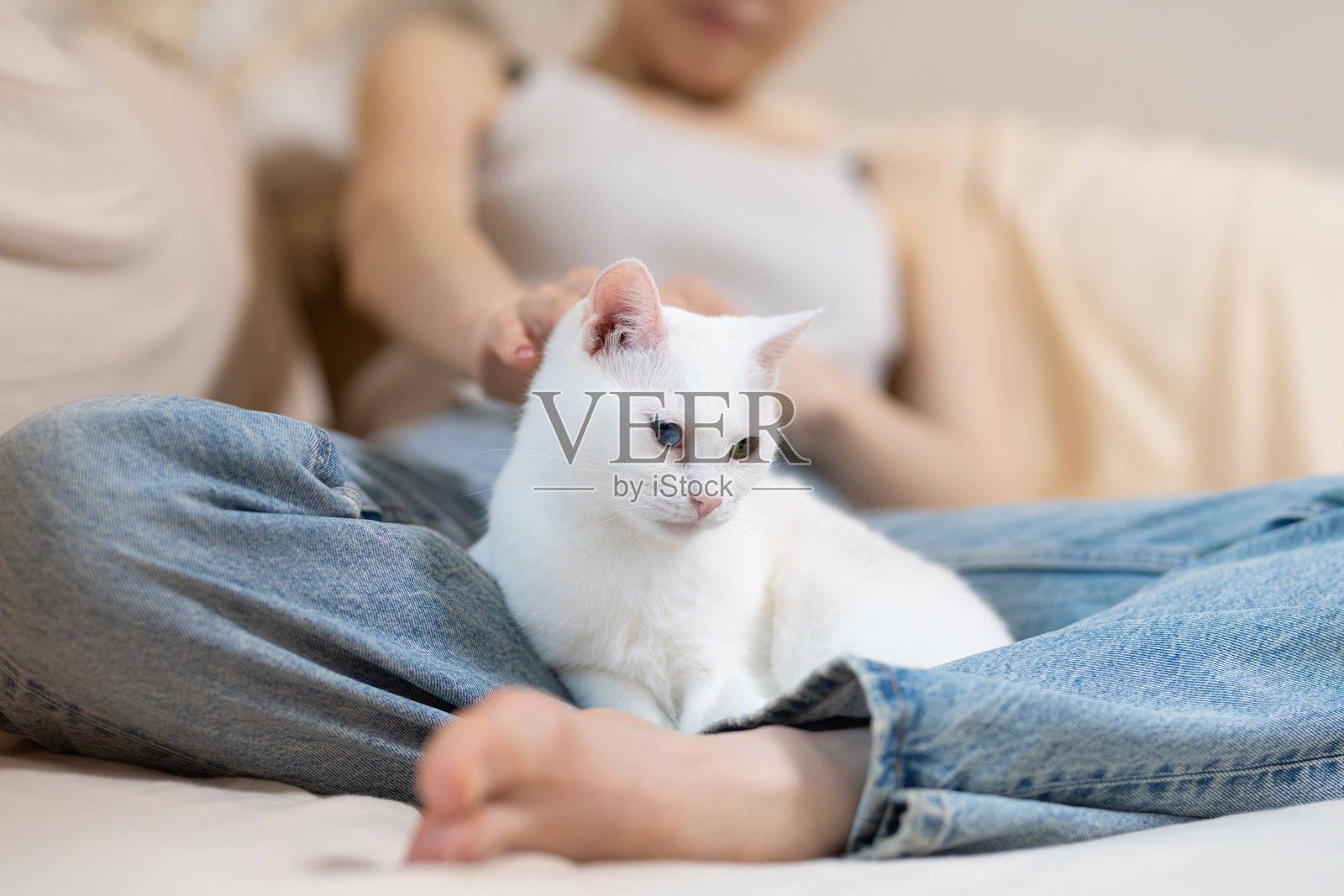 一只白猫和它的主人在家里放松照片摄影图片