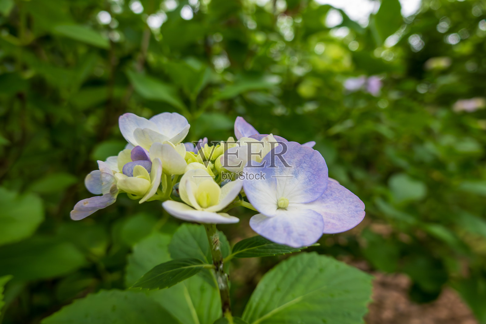 紫丁香和绿色绣球花盛开照片摄影图片