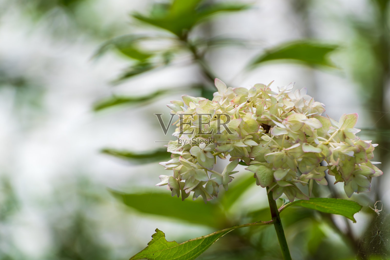 绿色绣球花簇照片摄影图片