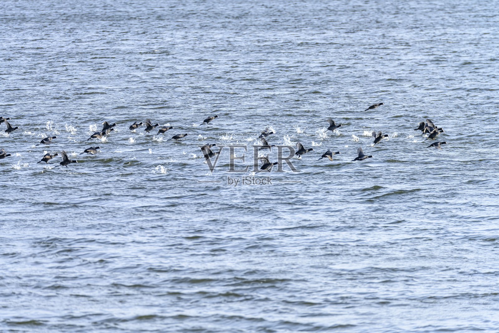 鸟类在水面上同步飞行照片摄影图片