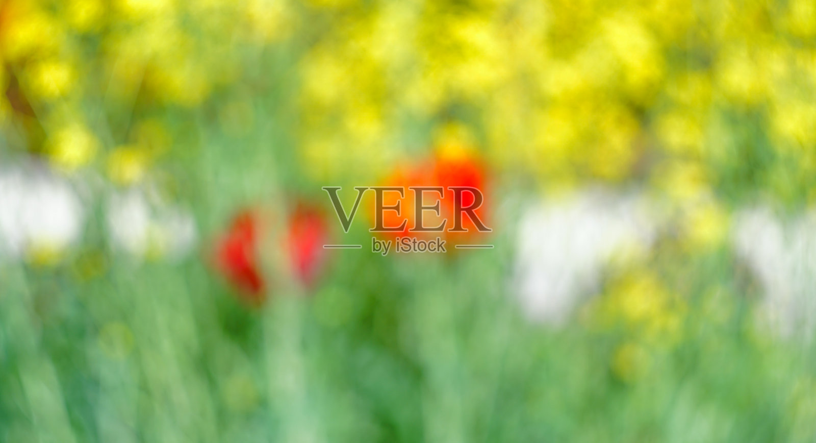 黄色红色花朵在虚化背景上照片摄影图片