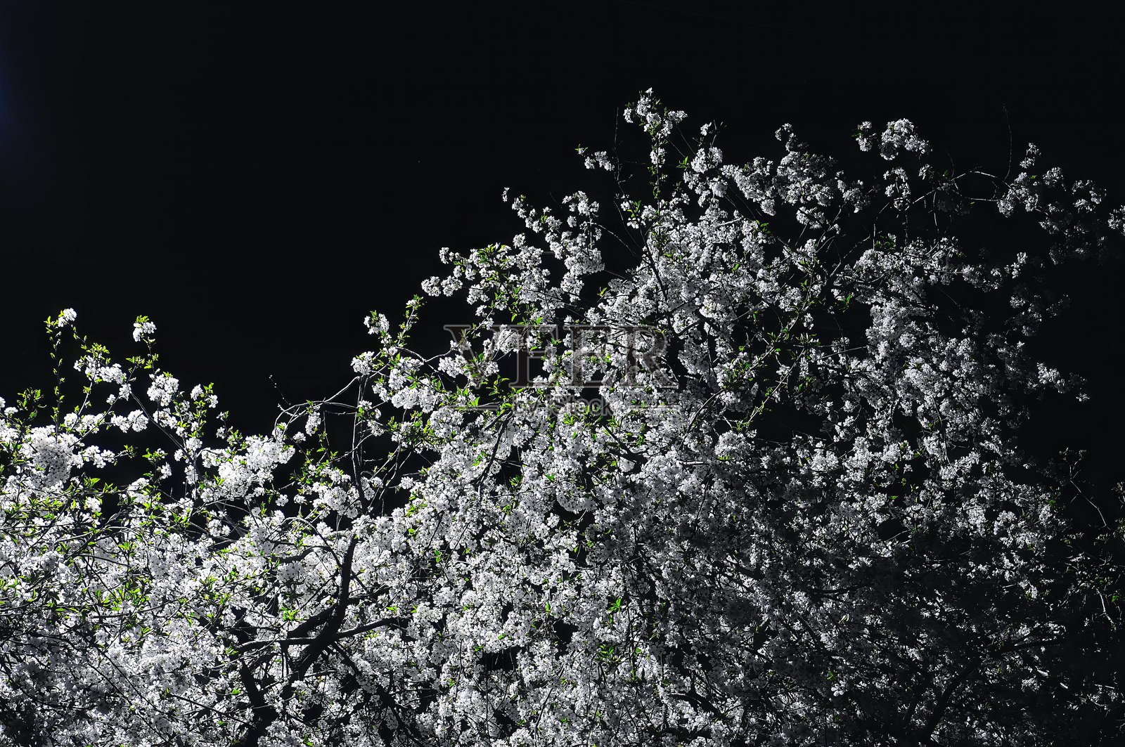 美丽的樱花在黑暗的夜空中绽放。照片摄影图片