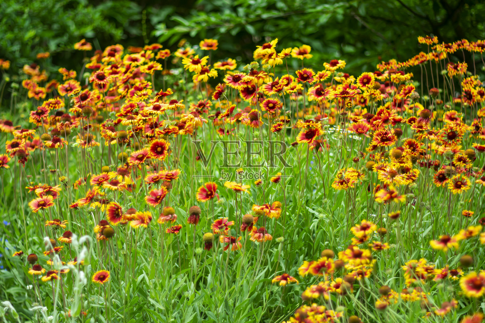 大花葵花。照片摄影图片