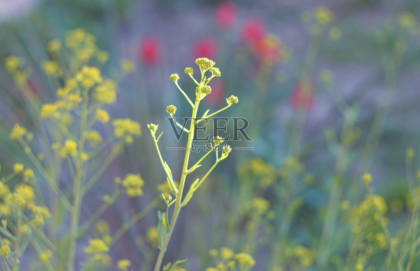 黄色花朵与模糊背景照片摄影图片