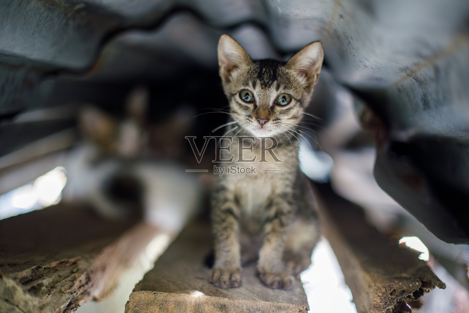 小猫警觉地坐在临时屋顶下，周围是杂物。照片摄影图片