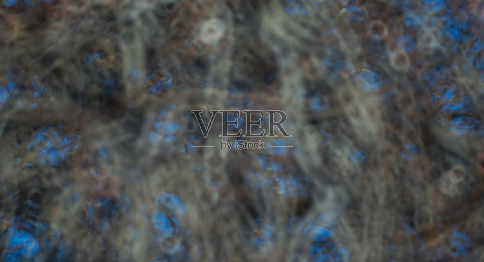 树枝照片摄影图片