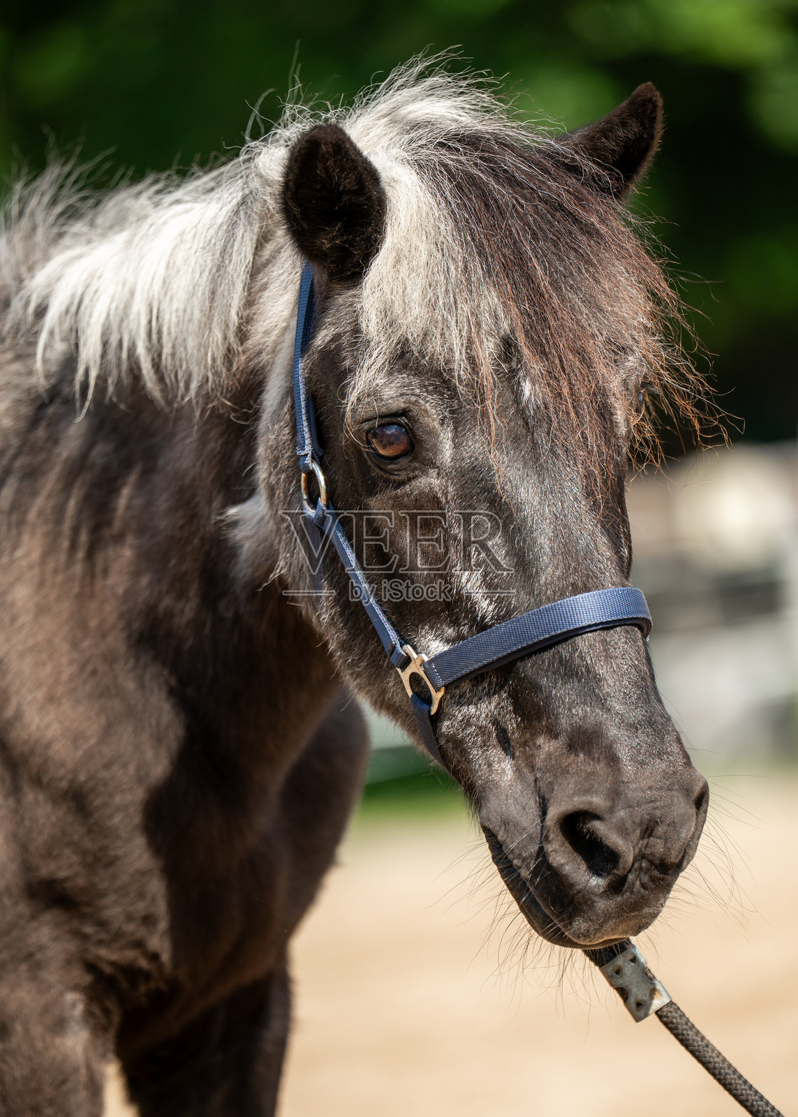 一匹年迈的马的肖像，灰色的口鼻和飘逸的鬃毛。平静而高贵的农场动物，体现了自然和岁月的精神。照片摄影图片
